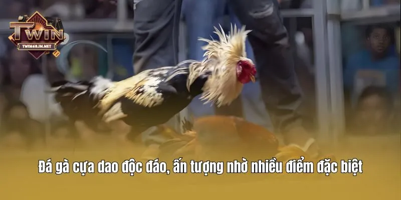 Đá gà cựa dao độc đáo, ấn tượng nhờ nhiều điểm đặc biệt