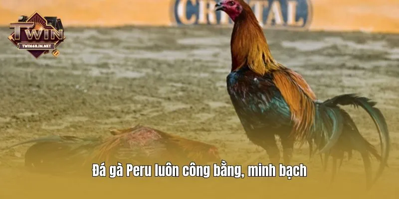 Đá gà Peru luôn công bằng, minh bạch