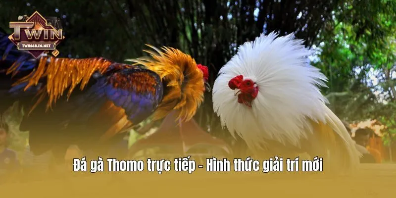 Đá gà Thomo trực tiếp - Hình thức giải trí mới