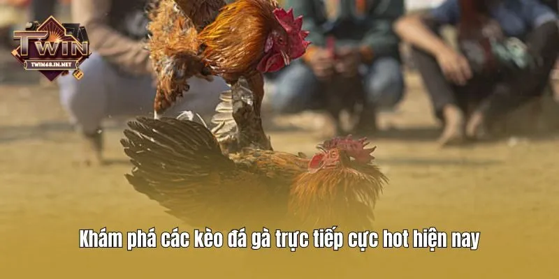 Khám phá các kèo đá gà trực tiếp cực hot hiện nay